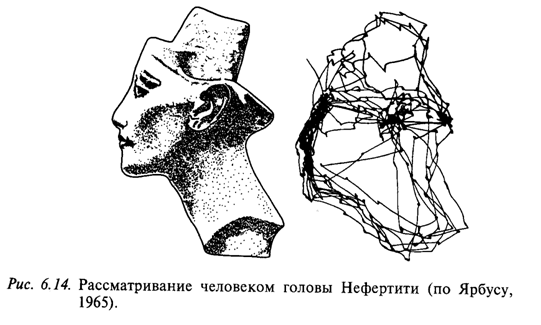 Рассматривание человеком головы Нефертити (по Ярбусу, 1965) Рассматривание человеком головы Нефертити (по Ярбусу, 1965)