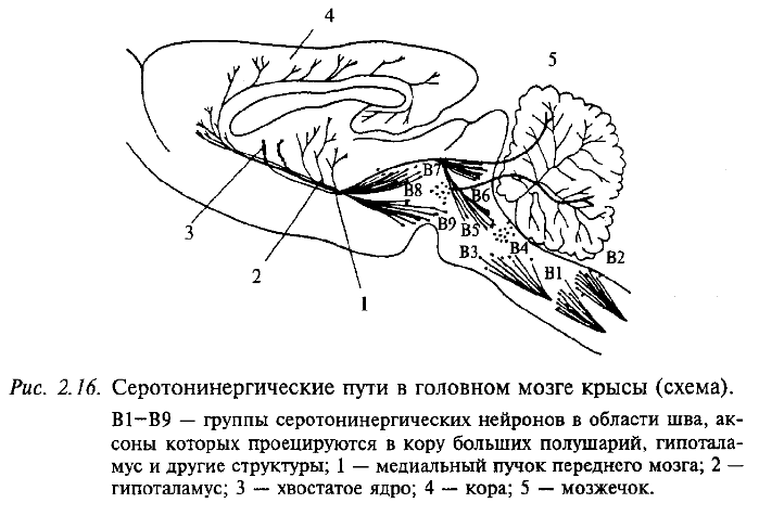 Серотонинергические пути в головном мозге крысы (схема)