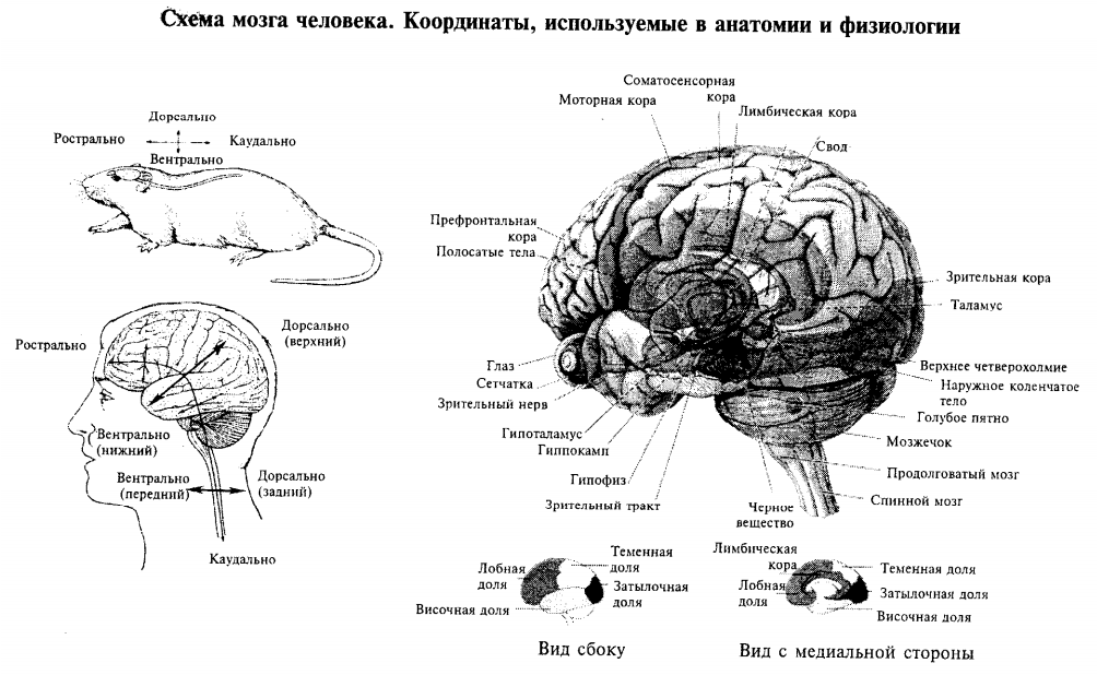 Схема мозга человека. Координаты, используемые в анатомии и физиологии