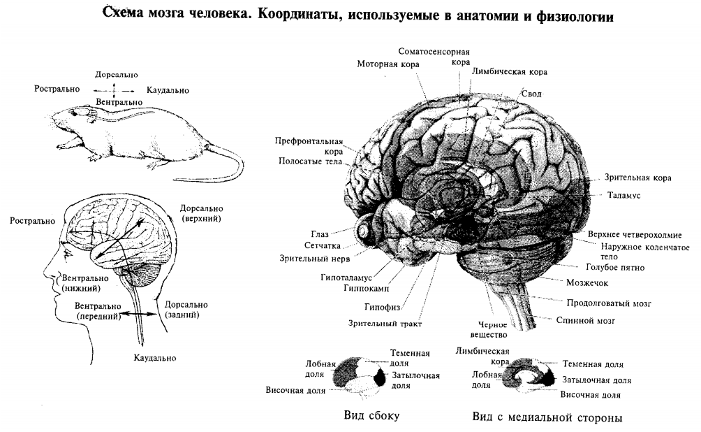 Схема части мозга