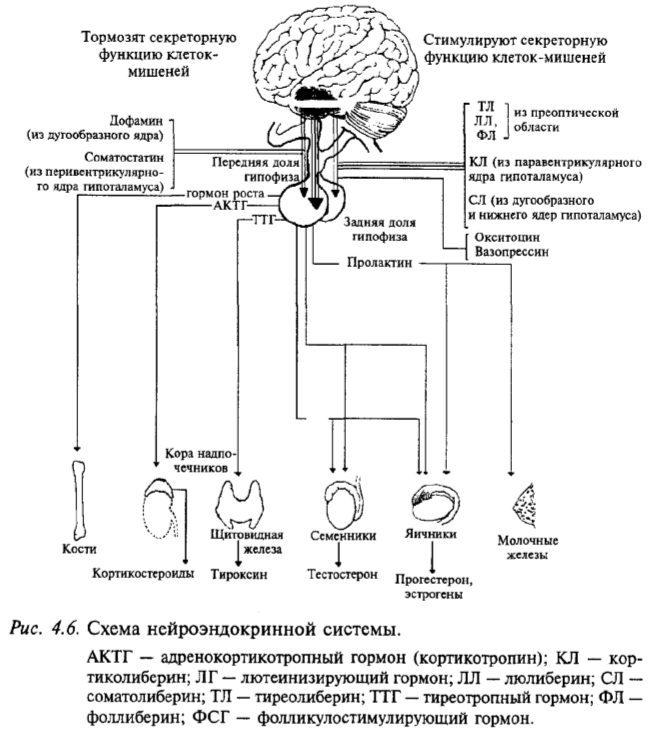 Схема нейроэндокринной системы