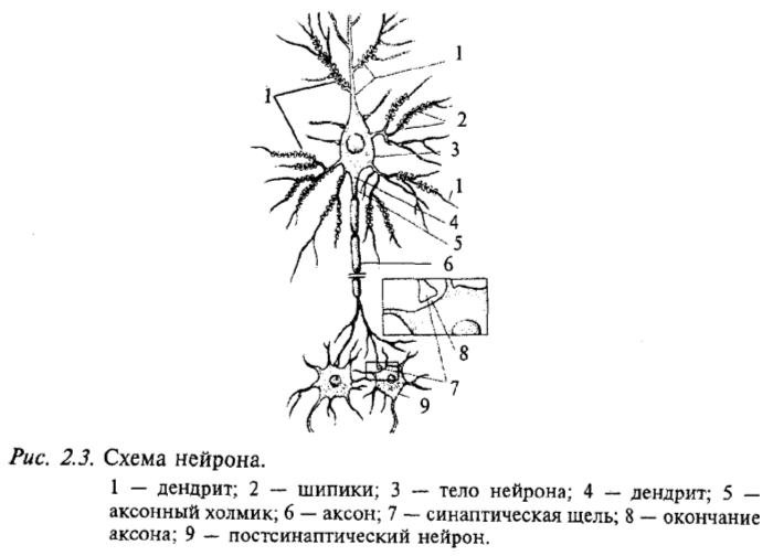 Схема нейрона