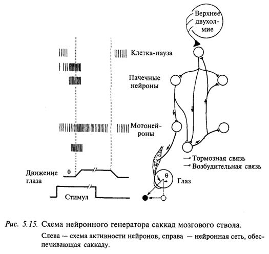 Схема нейронного генератора саккад мозгового ствола Схема нейронного генератора саккад мозгового ствола