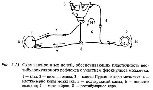 Схема нейронных сетей, обеспечивающих пластичность вестибулоокулярного рефлекса с участием флоккулюса мозжечка