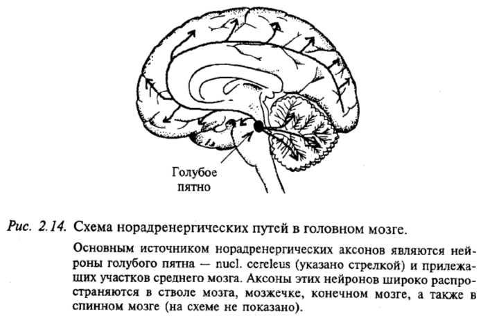 Схема норадренергических путей в головном мозге