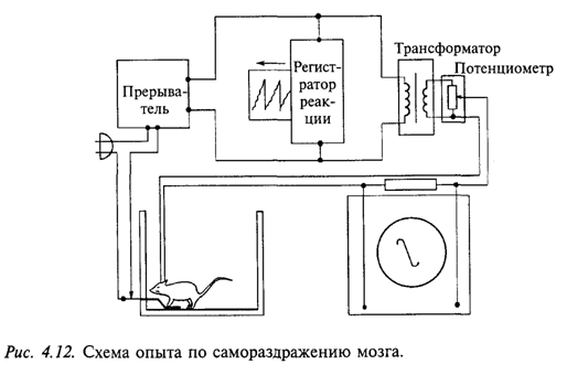 Схема опыта по самораздражению мозга