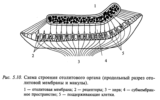 Схема строения отолитового органа (продольный разрез отолитовой мембраны и макулы)