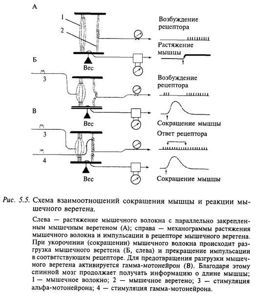 Схема взаимоотношений сокращения мышцы и реакция мышечного веретена