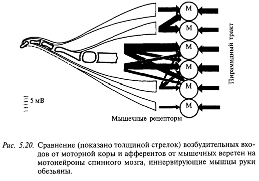 Сравнение (показано толщиной стрелок) возбудительных входов от моторной коры и афферентов от мышечных веретен на мотонейроны спинного мозга, иннервирующие мышцы рыки обезьяны