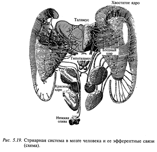 Стриарная система в мозге человека и ее эфферентные связи