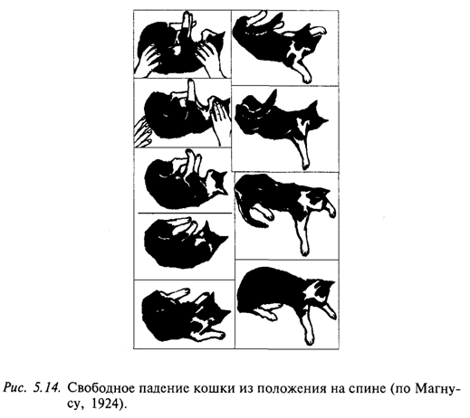 Свободное падение кошки из положения на спине (по Магнутсу, 1924)