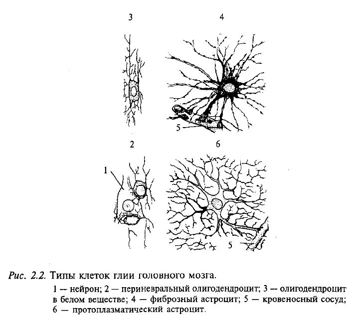 Типы клеток глии головного мозга