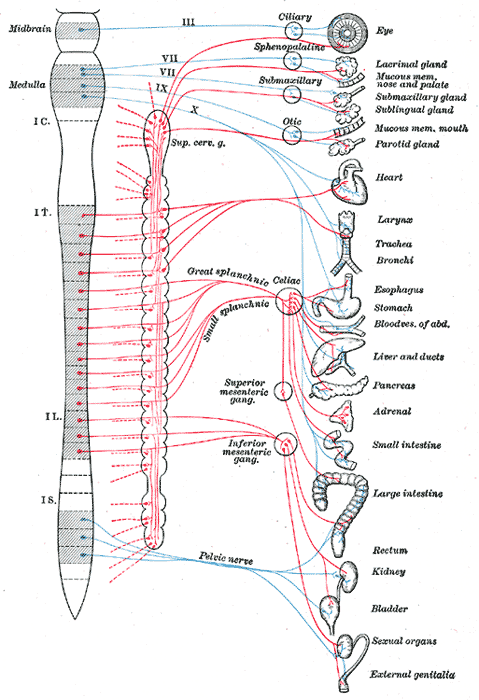Вегетативная нервная система (автономная нервная система). Симпатический (показан красным) и парасимпатический (показан синим) отделы автономной нервной системы