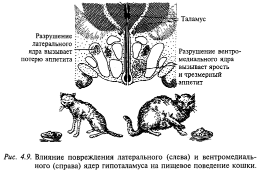 Влияние повреждения латерального (слева) и вентромедиального (справа) ядер гипоталамуса на пищевое поведение кошки