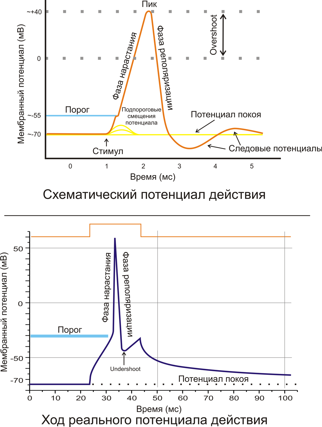 Рис. 2. A. Схематичное изображение идеализированного потенциала действия. B. Реальный потенциал действия пирамидного нейрона гиппокампа крысы. Форма реального потенциала действия обычно отличается от идеализированной.