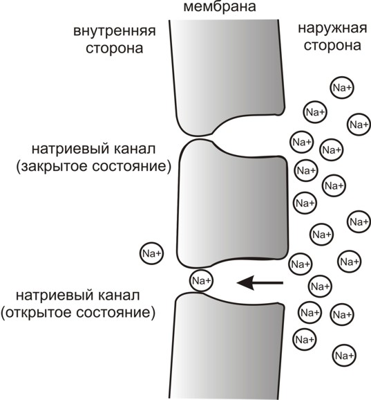 Рис. 3. Простейшая схема, демонстрирующая мембрану с двумя натриевыми каналами в открытом и закрытом состоянии, соответственно