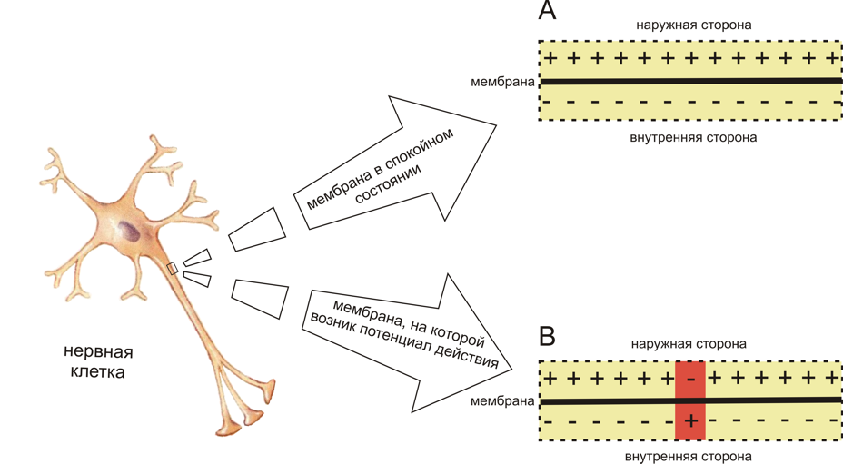 Рис. 1. Схема распределения зарядов по разные стороны мембраны возбудимой клетки в спокойном состоянии (A) и при возникновении потенциала действия (B) (см. объяснения в тексте)