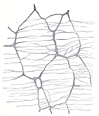 Ауэрбахово сплетение кролика. Увеличение 50:1. Рисунок из Анатомии Грея.
