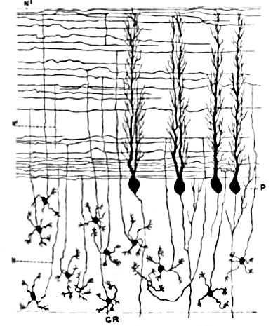 Клетки-зёрна, параллельные волокна и клетки Пуркинье с развитой системой дендритов («деревом дендритов»)