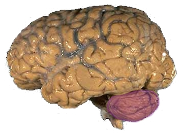 Препарат мозга человека, красным выделен мозжечок (Cerebellum)