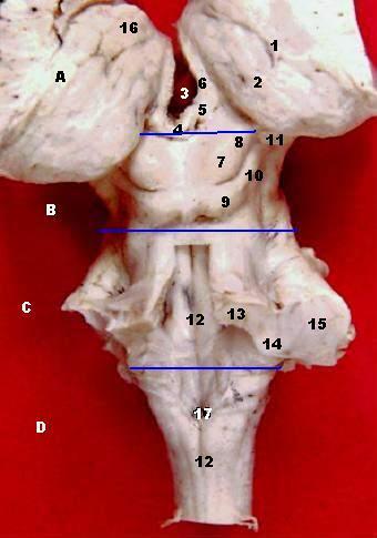 Ствол мозга и таламус (дорсальная сторона)