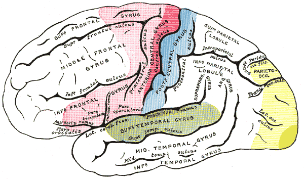 Проекционные (двигательные) зоны коры головного мозга