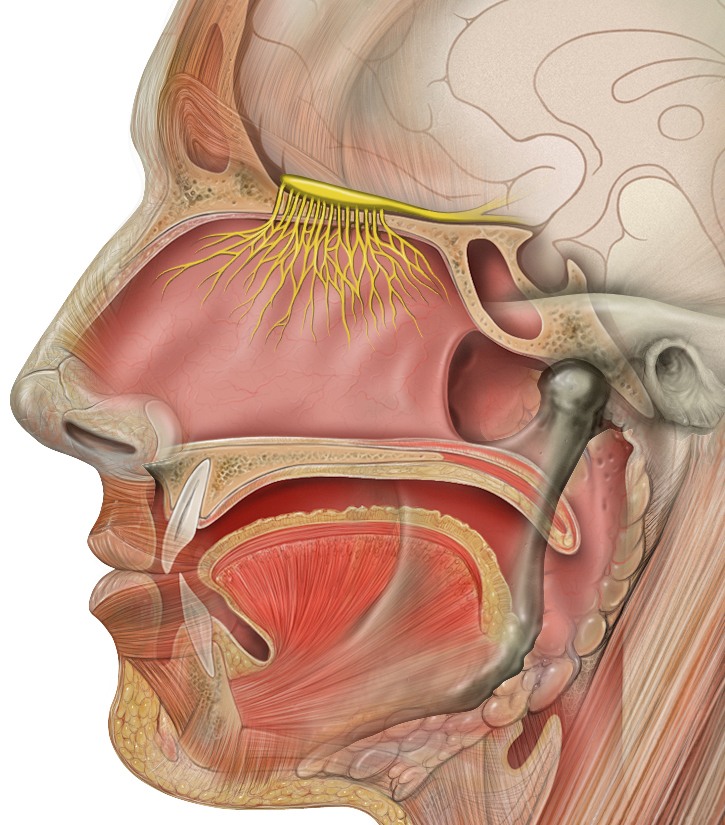 Схема внечерепной части обонятельного нерва, обонятельной луковицы и обонятельных трактов (показаны жёлтым)