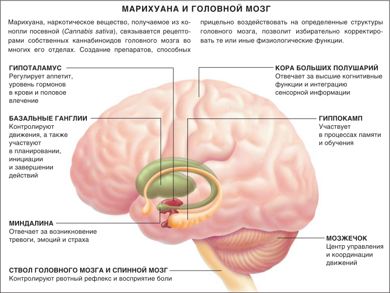 Марихуана и головной мозг