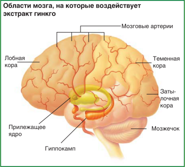 Области мозга, на которые воздействует экстракт гинкго