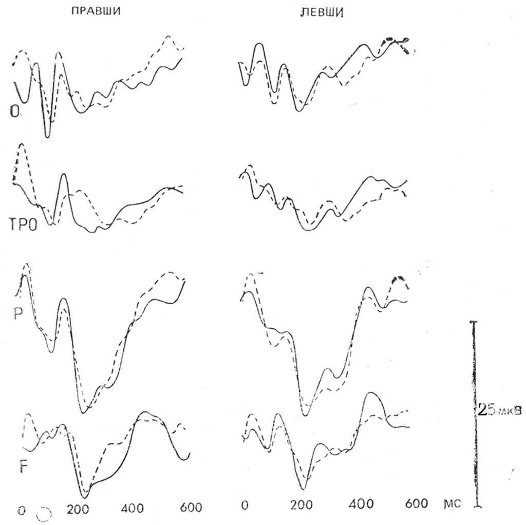 Усредненные потенциалы коры головного мозга правшей и левшей