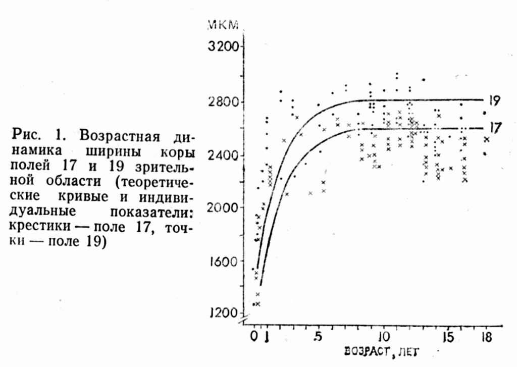 Возрастная динамика ширины коры полей 17 и 19 зрительной области (теоретические кривые и индивидуальные показатели: крестики - поле 17, нолики - поле 19)