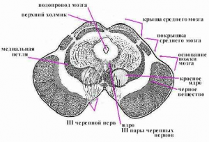 Физиология среднего мозга. Поперечный (вертикальный) разрез среднего мозга на уровне верхних холмиков