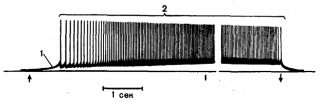 Потенциалы действия, возникающие на фоне  генераторного потенциала