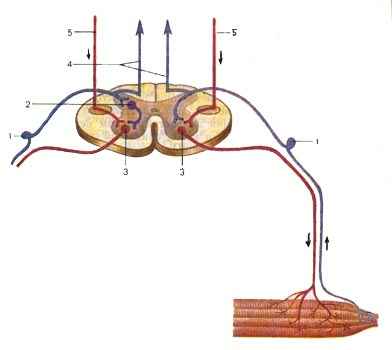 Распространение (направление показано стрелками) нервных импульсов по простой рефлекторной дуге