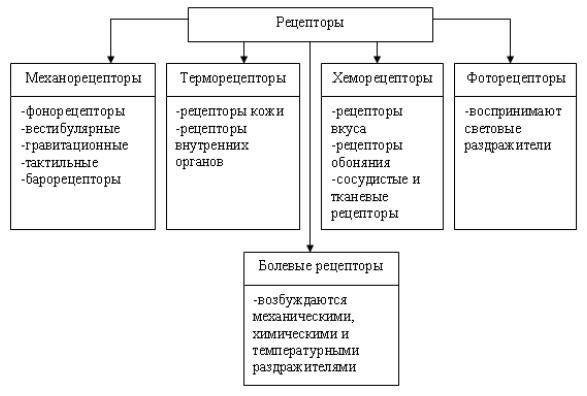 Рецепторы в зависимости от природы вида воспринимаемого раздражителя