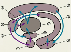 Морфофункциональная характеристика лимбической системы — схема взаимодействия структур круга Пейпса
