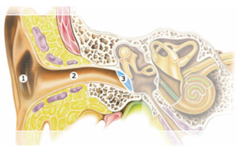 Наружное ухо (наружный слуховой проход, ушная раковина с мышцами и связками)