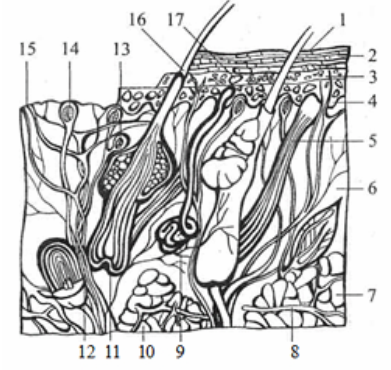 Схематический разрез кожи