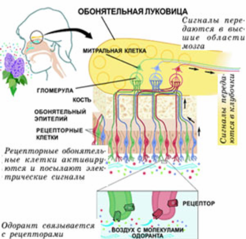 Восприятие обонятельных раздражений
