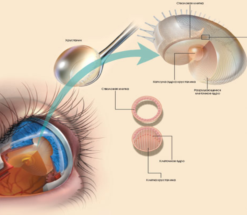 Строение хрусталика
