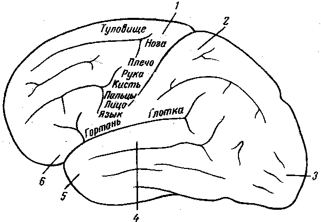 Рис. 2. Схема отдельных областей коры больших полушарий головного мозга.
