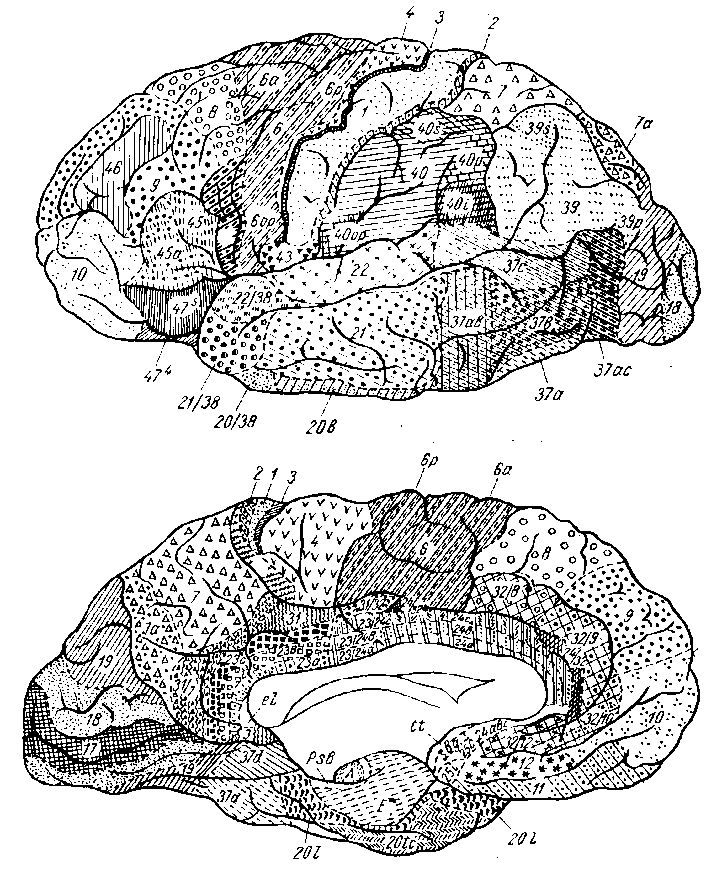 Карта цитоархитектонических полей мозга