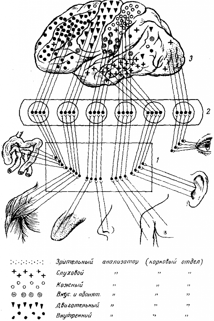 Схема связи отделов коры с рецепторами